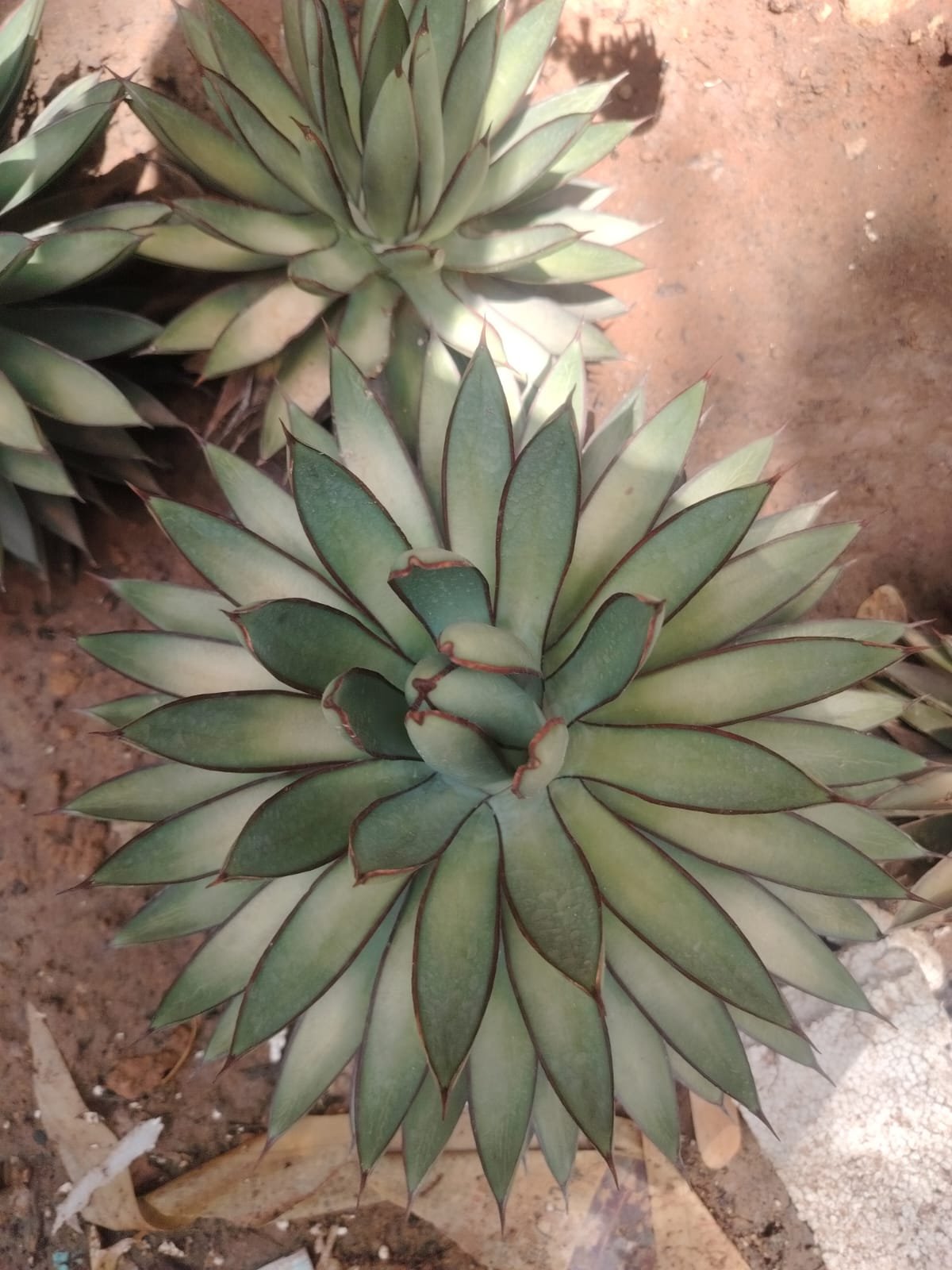 IMG-20250805-WA0012