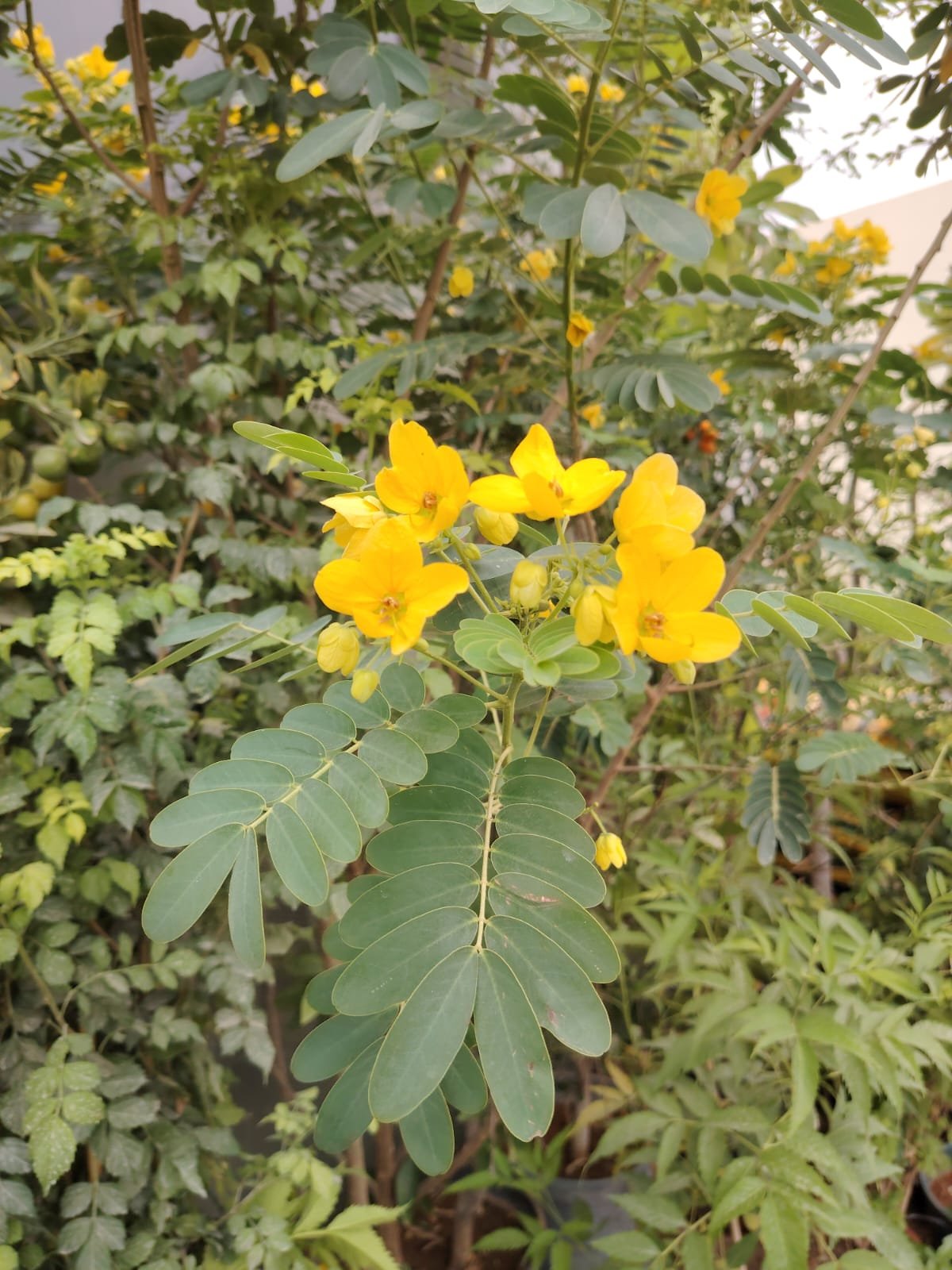 IMG-20250805-WA0240